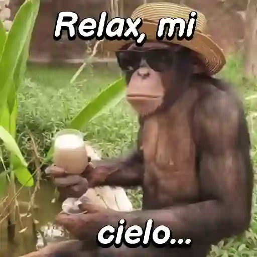 Monos habladores 🐵💬