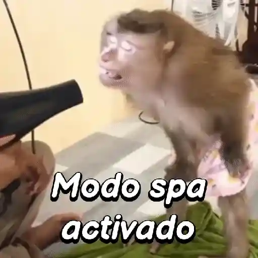 Monos habladores 🐵💬