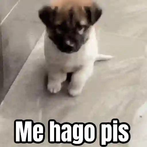🎬 Memes en movimiento 😂