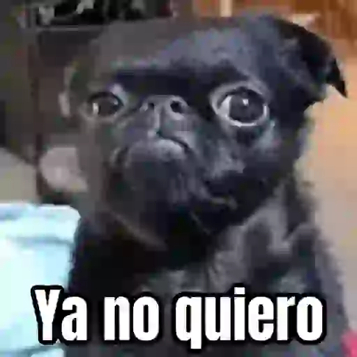 🎬 Memes en movimiento 😂