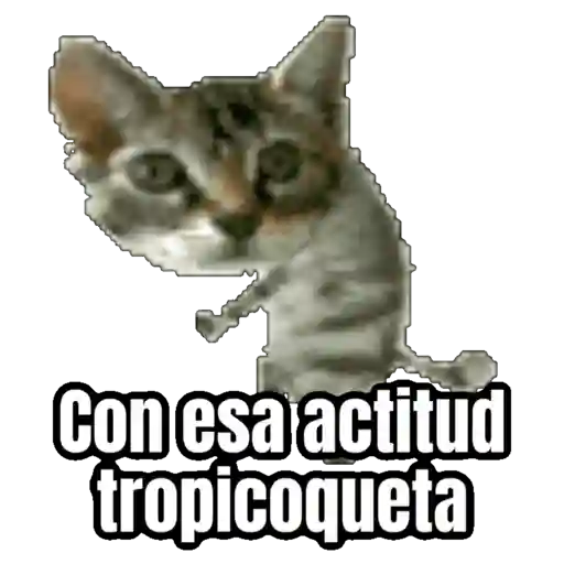 🎬 Memes en movimiento 😂