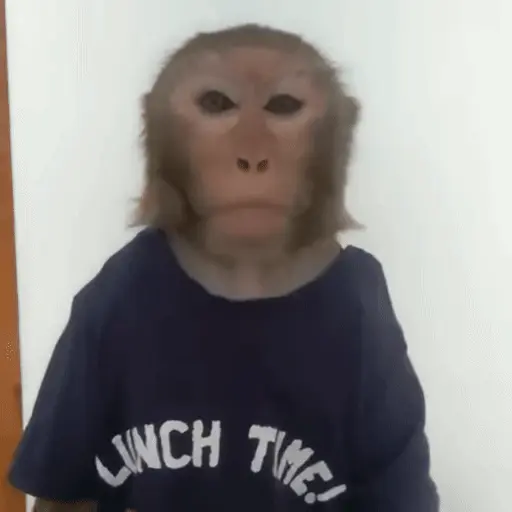 🐒 Monos divertidos random 🐒🐒 preview