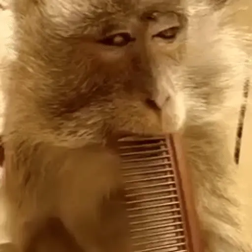 🐒 Monos divertidos random 🐒🐒