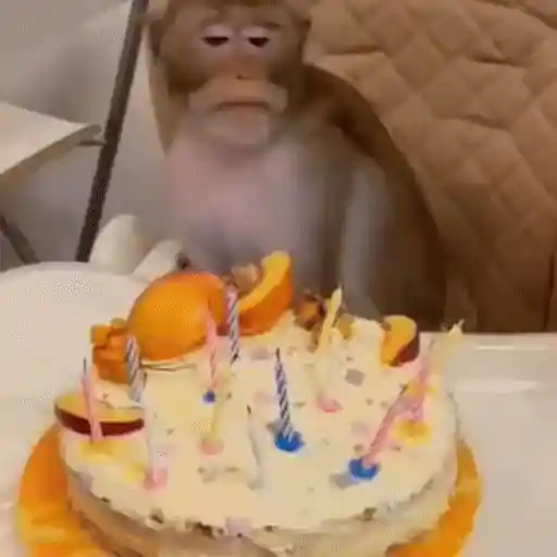 🐒 Monos divertidos random 🐒🐒