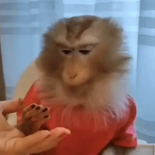 🐒 Monos divertidos random 🐒🐒