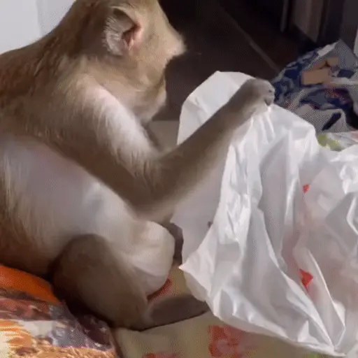 🐒 Monos divertidos random 🐒🐒