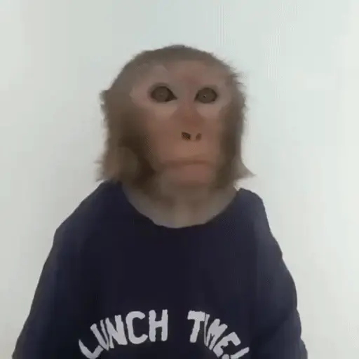 🐒 Monos divertidos random 🐒🐒