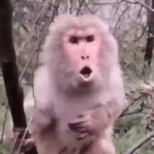 🐒 Monos divertidos random 🐒🐒