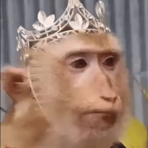 🐒 Monos divertidos random 🐒🐒