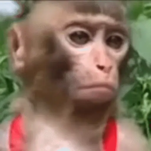 🐒 Monos divertidos random 🐒🐒