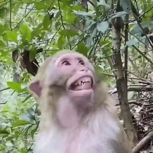 🐒 Monos divertidos random 🐒🐒