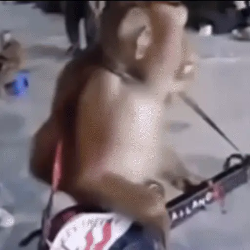 🐒 Monos divertidos random 🐒🐒