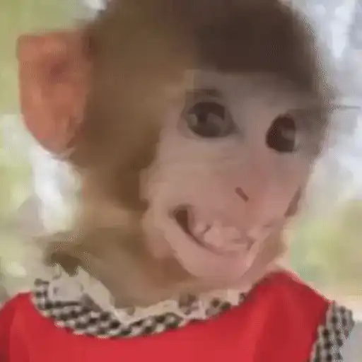 🐒 Monos divertidos random 🐒🐒