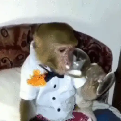 🐒 Monos divertidos random 🐒🐒 preview