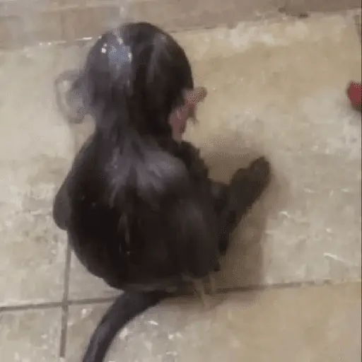 Mono