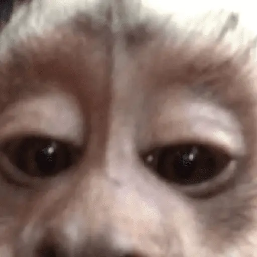 Mono