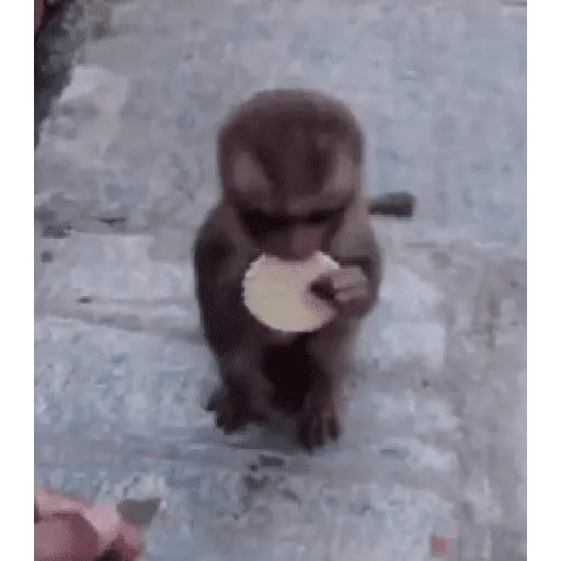Mono
