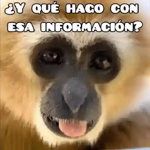 🦧Monkeys🦍Monos🐒Changos