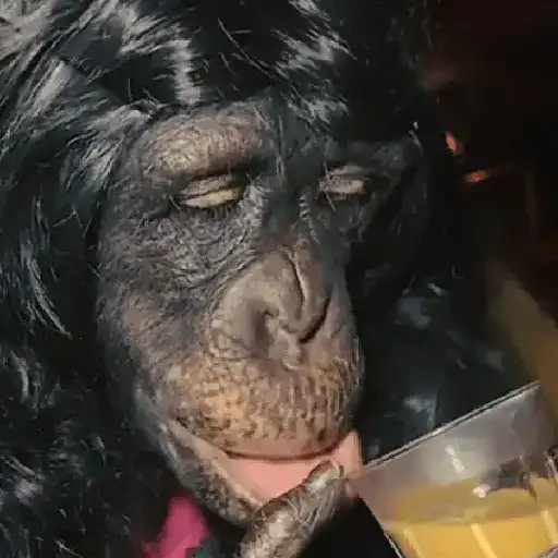 🦧Monkeys🦍Monos🐒Changos