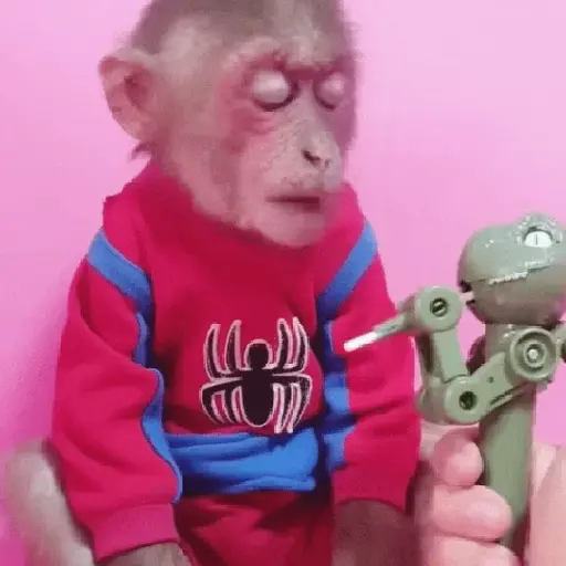 🦧Monkeys🦍Monos🐒Changos preview