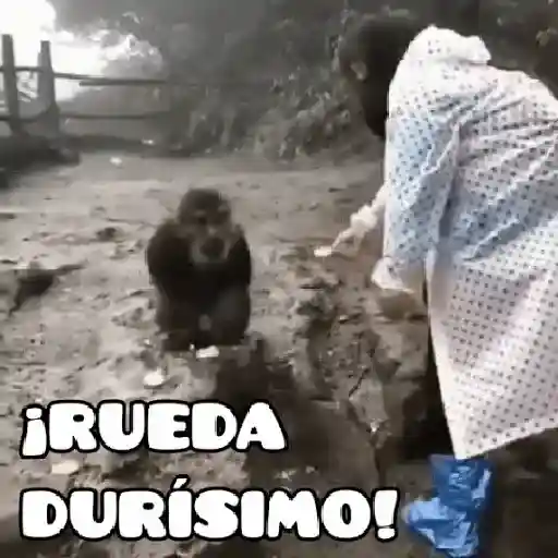 🦧Monkeys🦍Monos🐒Changos