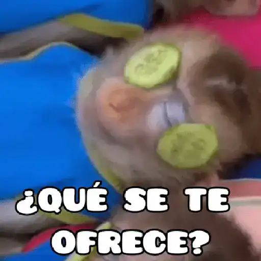 🦧Monkeys🦍Monos🐒Changos