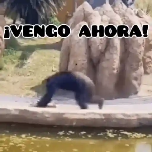 🦧Monkeys🦍Monos🐒Changos