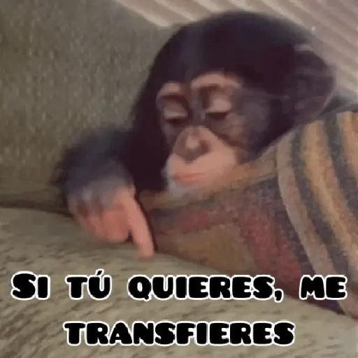 🦧Monkeys🦍Monos🐒Changos