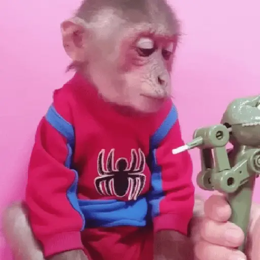 🦧Monkeys🦍Monos🐒Changos