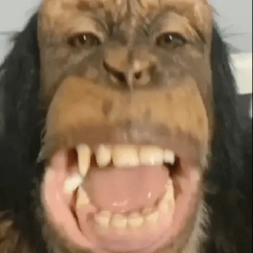 🦧Monkeys🦍Monos🐒Changos