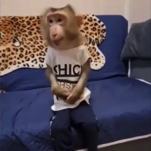 Monos y changuitos ⁶🐒🦍🦧