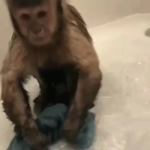 Monos y changuitos ⁶🐒🦍🦧 preview