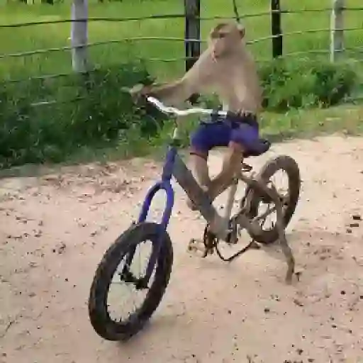 Monos y changuitos ⁶🐒🦍🦧