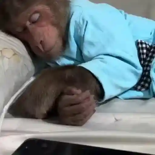 Monos y changuitos ⁶🐒🦍🦧