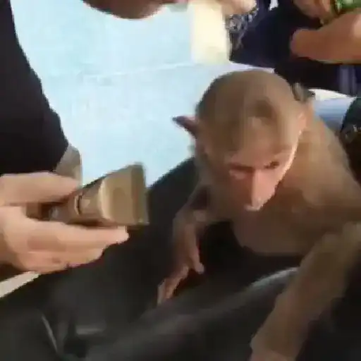 Monos y changuitos ⁶🐒🦍🦧