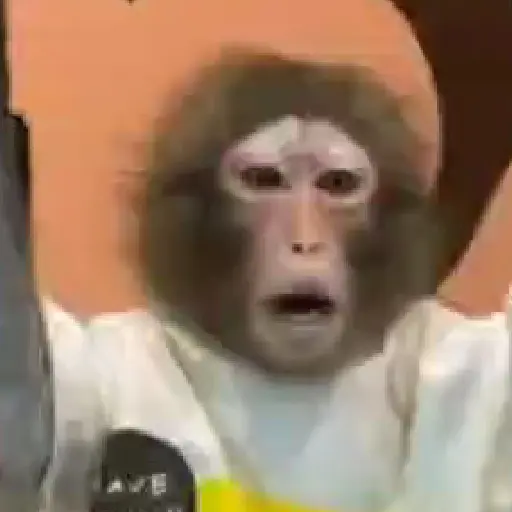 Monos y changuitos ⁶🐒🦍🦧