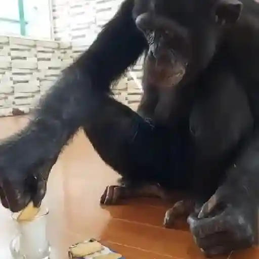 Monos y changuitos ⁶🐒🦍🦧