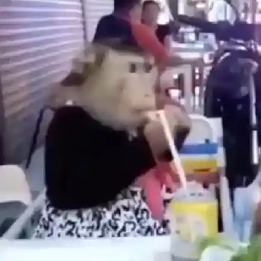 Monos y changuitos ⁶🐒🦍🦧