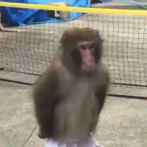 Monos y changuitos ⁶🐒🦍🦧
