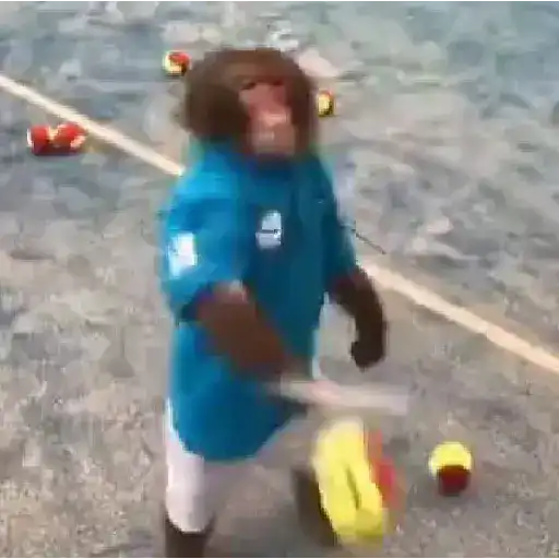Monos y changuitos ⁶🐒🦍🦧