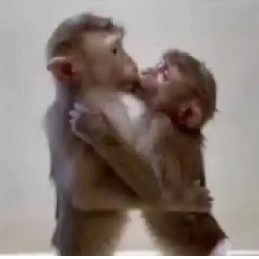 Monos y changuitos ⁶🐒🦍🦧