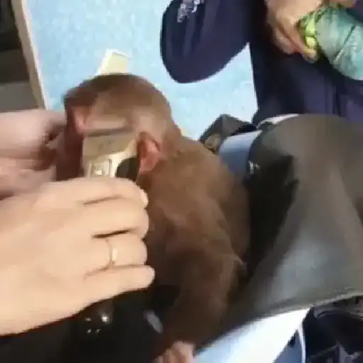 Monos y changuitos ⁶🐒🦍🦧 preview