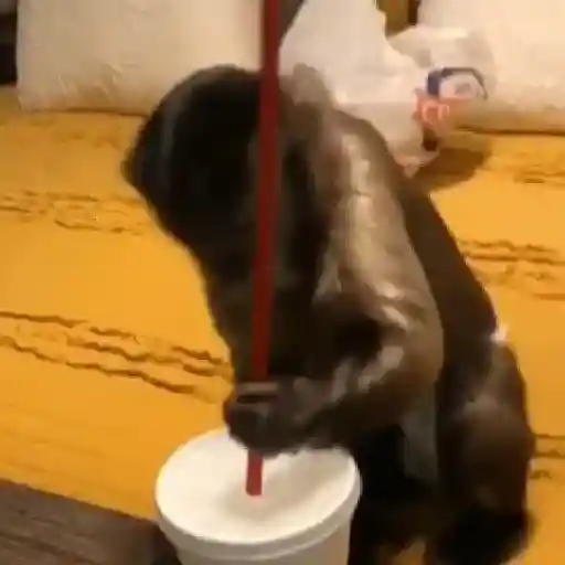 Monos y changuitos ⁶🐒🦍🦧
