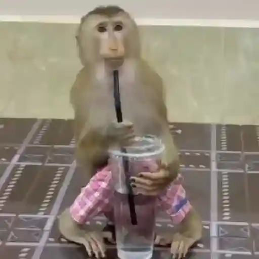 Monos y changuitos ⁶🐒🦍🦧