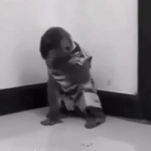 Monos y changuitos ⁶🐒🦍🦧