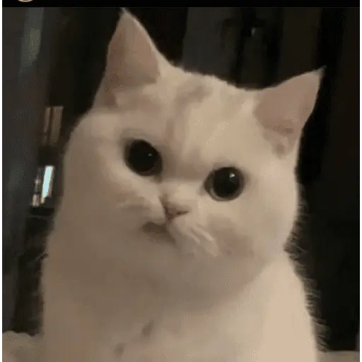 KUCING ANGRY😡😡
