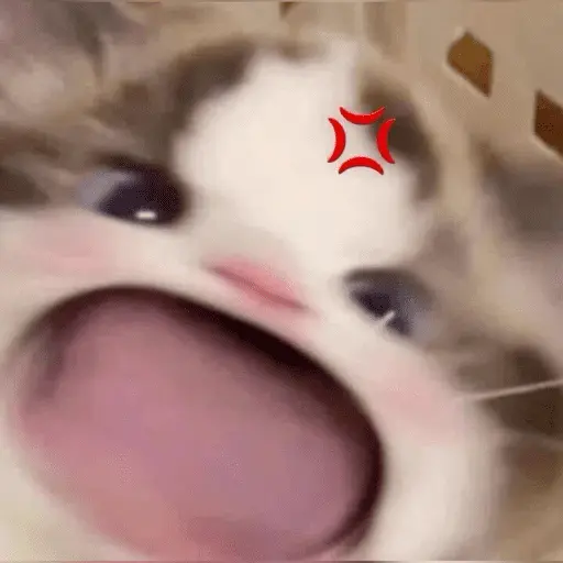 KUCING ANGRY😡😡
