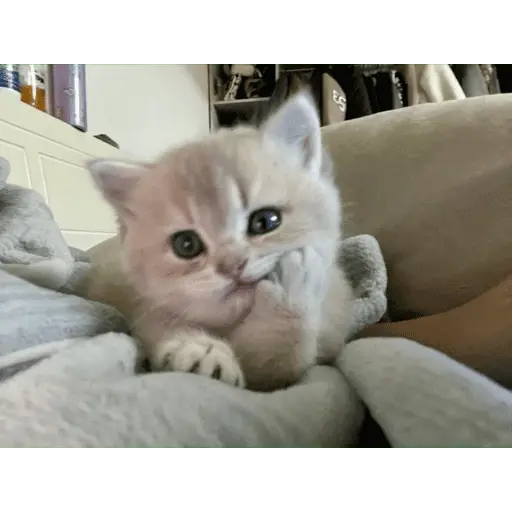 KUCING ANGRY😡😡