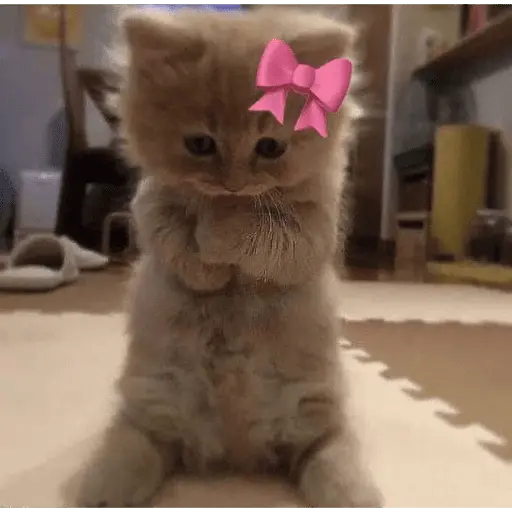 KUCING ANGRY😡😡