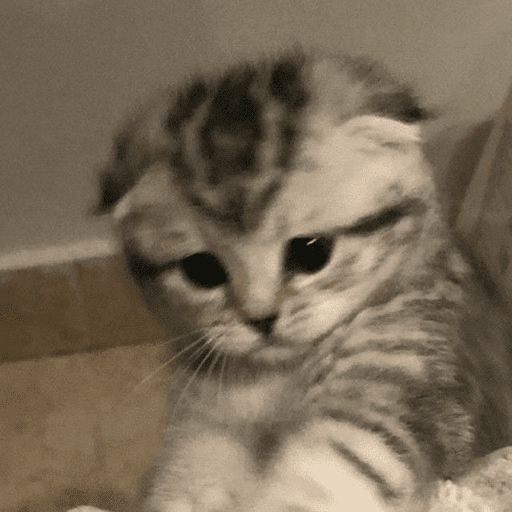 KUCING ANGRY😡😡 preview